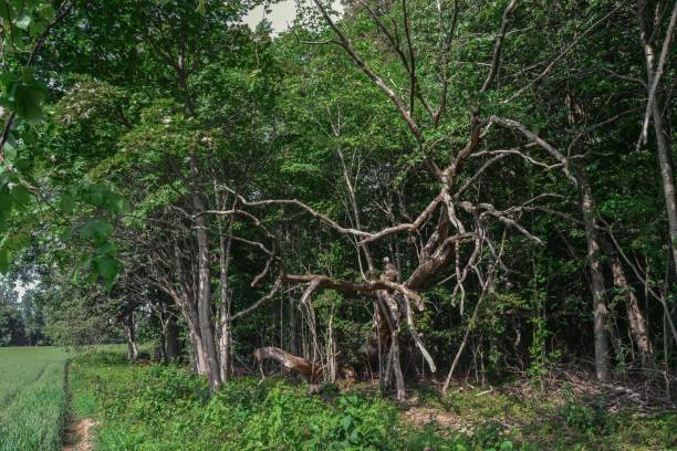 istock Cracked trees near the meadow 1140805346