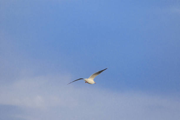 istock Brown-headed gull is flying on the sky 1140805362