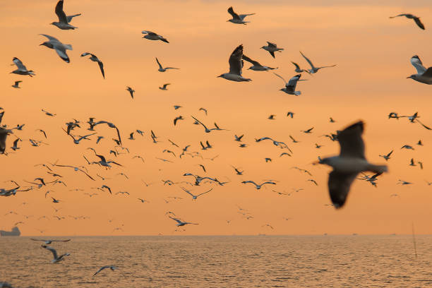 istock Seagulls are flying over the sea. 1140805454