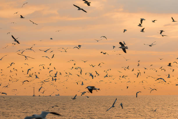istock Seagulls are flying over the sea. 1140805502