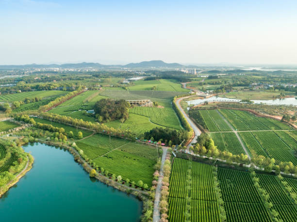 istock Overview of China's Green Tea Gardens 1140805534