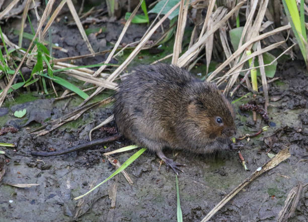 istock Water Vole on Titchfield Canal 1140806680