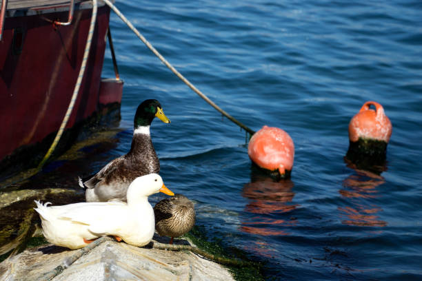 istock sitting ducks near the sea 1140806840