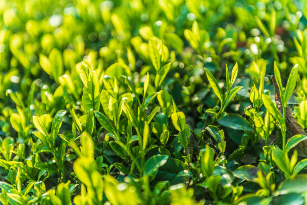 istock The tea plantations background Tea plantations in morning light。 1140807205
