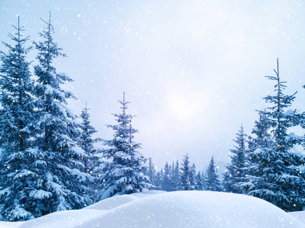 istock Winter Christmas scenic background with copy space. Snow landscape with spruce branches covered with snow, snowdrifts and falling snow. 1140807227