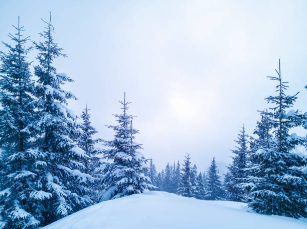 istock Winter Christmas scenic background with copy space. Snow landscape with spruce branches covered with snow. 1140807229