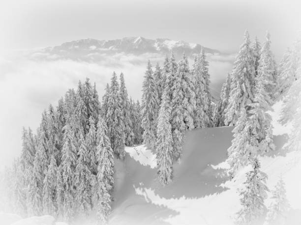 sfondo panoramico del paesaggio innevato natalizio invernale, con abeti rossi in primo piano e montagne nebbiose molto indietro. riempitivo retrò con vignetta bianca. - vignete foto e immagini stock