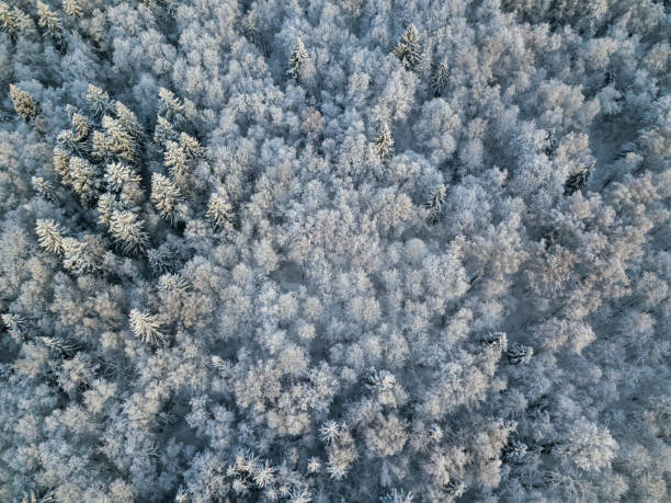 istock Aerial View of Snow Covered Forest 1140809169