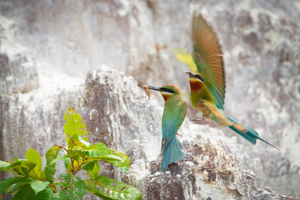 istock Pair of Blue-throated bee-eater with prey 1140811395