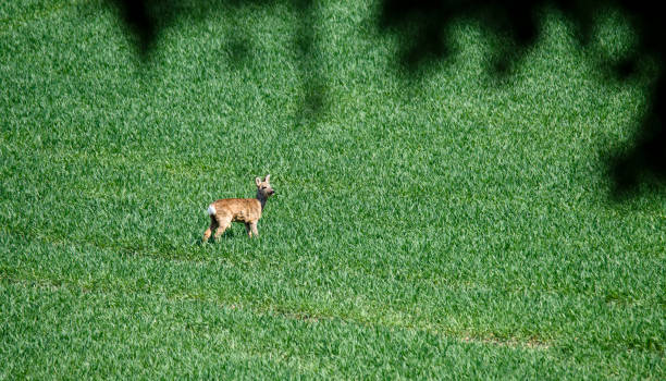 Young wild roe deer in grass, Capreolus capreolus. New born roe deer, wild spring nature. stock photo