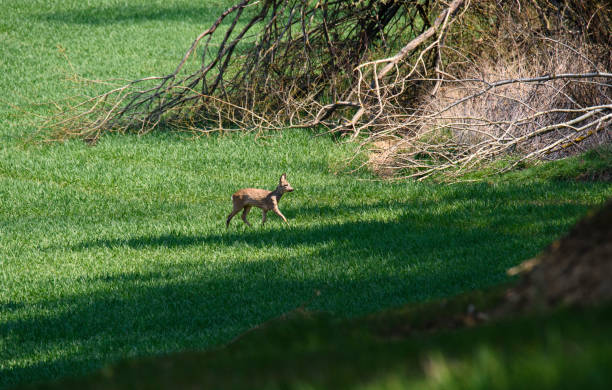 Young wild roe deer in grass, Capreolus capreolus. New born roe deer, wild spring nature. stock photo