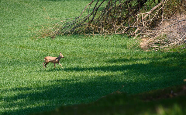 Young wild roe deer in grass, Capreolus capreolus. New born roe deer, wild spring nature. stock photo