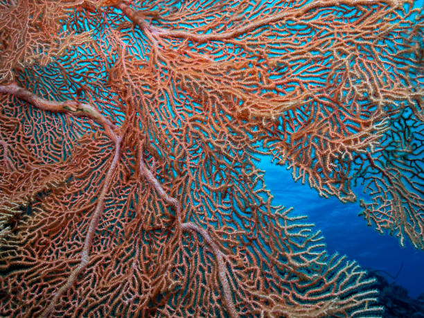 istock Gorgonian branches, Branches of a Sea Fan 1140813085