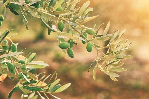 istock Olive branch in the morning sun 1140814709