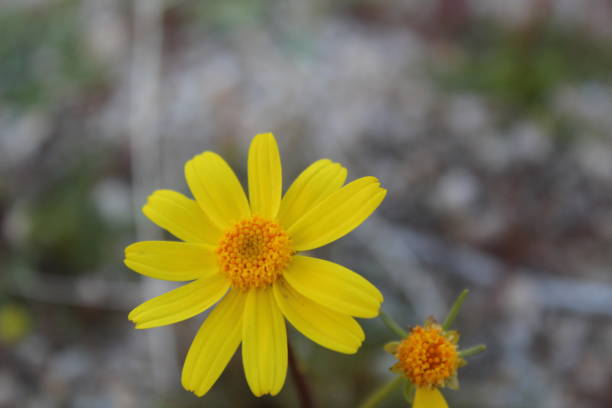 COREOPSIS CALIFORNICA - CALIFORNIA TICK SEED - JOSHUA TREE NP - 022619 E