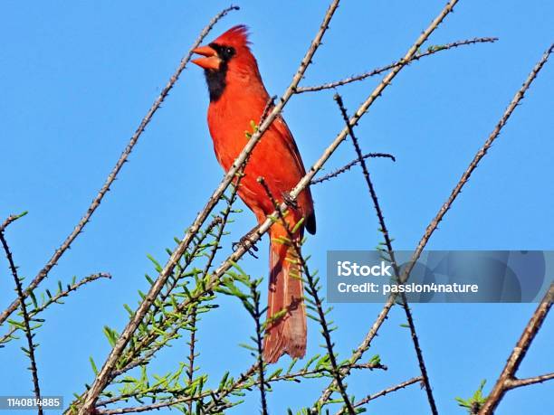 Northern Cardinal Perched In A Florida Tree Stock Photo - Download Image Now