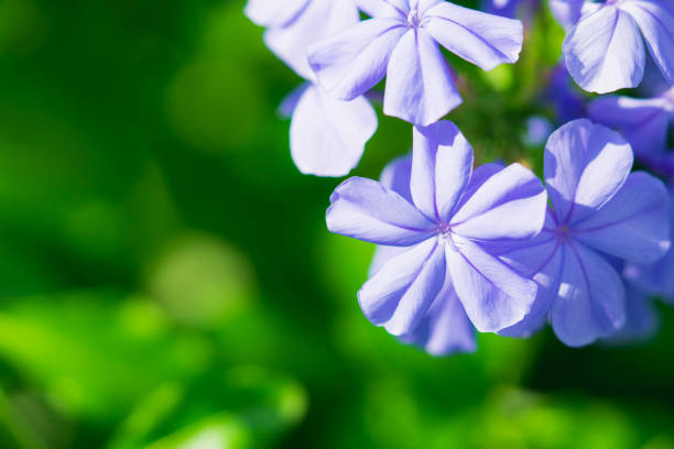istock Closeup nature flower with copy space 1140815947