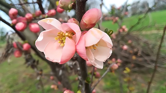 Flor de cerezo a principios de primavera photo