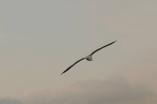 istock Brown-headed gull is flying on the sky 1140817184