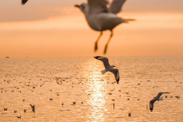 istock Seagulls are flying over the sea. 1140817215