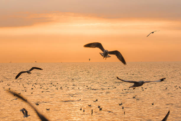 istock Seagulls are flying over the sea. 1140817250