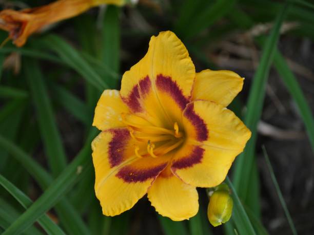 istock Yellow flowers 1140817386