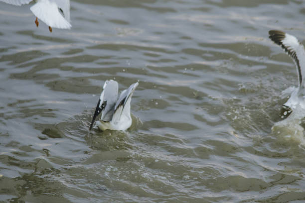 Seagulls are in the waterIs a male bird with gray or white fur