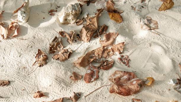 istock Dried leaves in the sand 1140817758