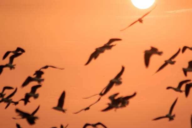 istock The silhouette of a seagull is flying 1140817793
