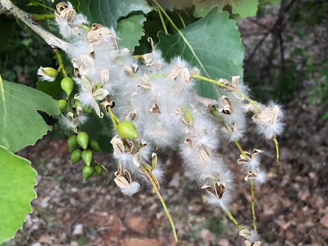 Flores de árbol de madera de algodón photo