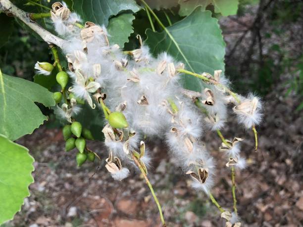 Cotton wood tree flowers Close up of an eastern cottonwood tree flowers cottonwood tree stock pictures, royalty-free photos & images