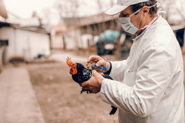 화이트 코트, 모자 및 아픈 수 탉에 게 주사를 주는 보호 마스크의 담당 수 의사. 농촌 외부. - avian flu virus 뉴스 사진 이미지