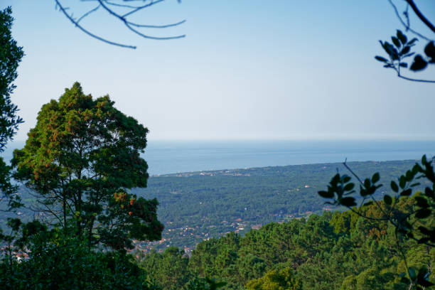 istock Natural and endemic forest in Sintra Mountain Range 1140820584