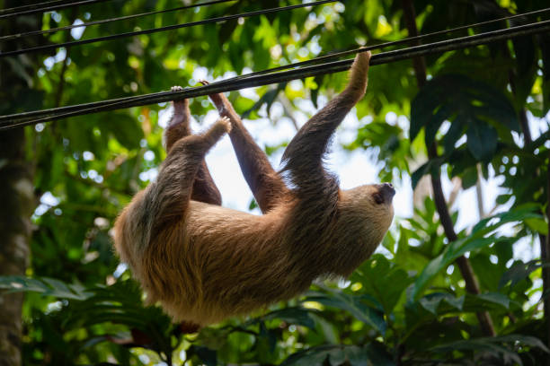 Two-toed sloth  (Choloepus hoffmanni) hanging from power lines in Costa Rica.  Many sloths are injured or killed when they use power lines to get from one area to another.