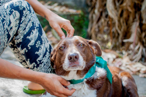 istock Undefined Dog - Human Hand Playing with the Dog's Ears 1140823640