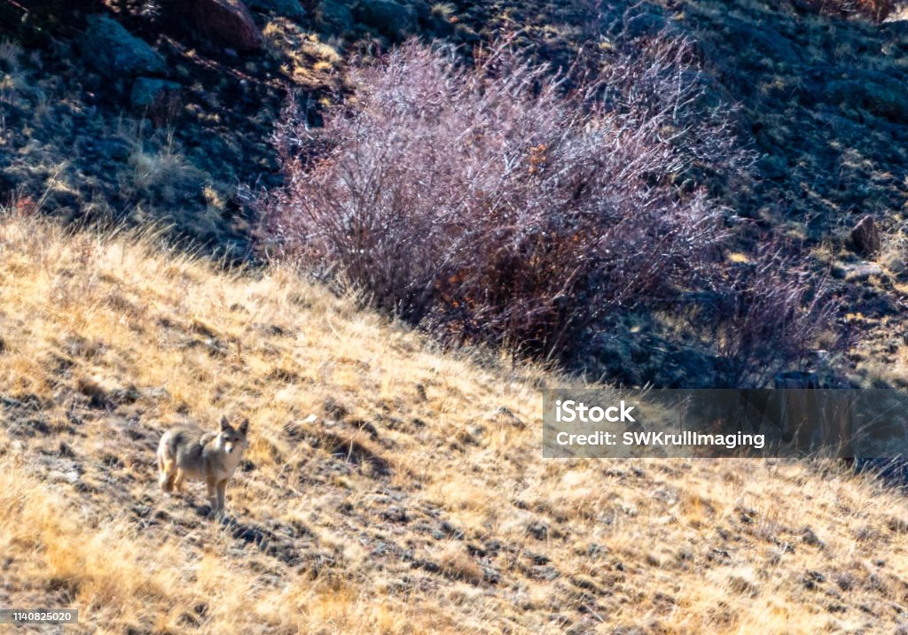 Mama Coyote Barking a Warning Female coyote comes out of her den to bark out a warning to intruders on the trail high in the Pike National Forest of Colorado on a beautiful spring morning Animal Stock Photo
