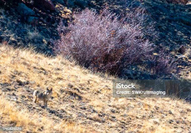 Mama Coyote Barking A Warning Stock Photo - Download Image Now - Animal, Animal Themes, Animal Wildlife