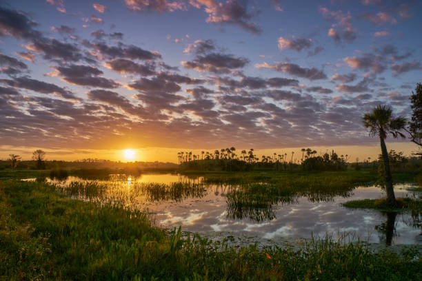 Breathtaking Orlando Wetlands Park During a Vibrant Sunrise in Central Florida USA A vibrant sunrise in the beautiful natural surroundings of Orlando Wetlands Park in central Florida.  The park is a large marsh area which is home to numerous birds, mammals, and reptiles. wildlife stock pictures, royalty-free photos & images