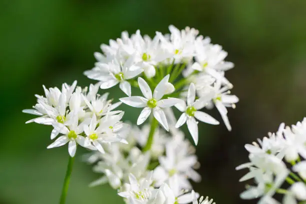 Blooming wild garlic with white blooms in springtime