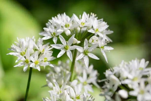 Blooming wild garlic with white blooms in springtime