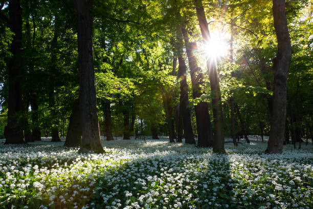 Bear’s garlic is a healthy herb Blooming wild garlic (Allium ursinum) with white blooms in springtime in Vienna Woods at sunset, Austria wild garlic leaves stock pictures, royalty-free photos & images