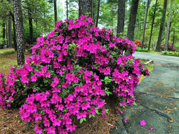 istock Purple Azalea Flower 1140828823