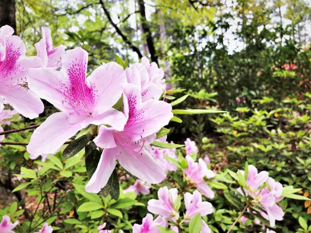 istock Pink Azalea Flower 1140828825