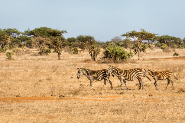istock African zebras in Kenya 1140828842