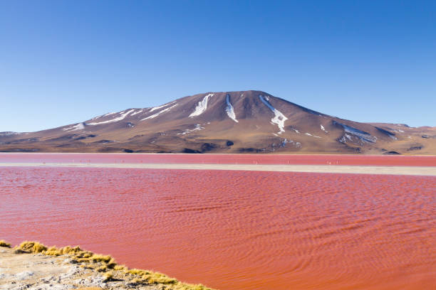 istock Laguna Colorada view, Bolivia 1140828885