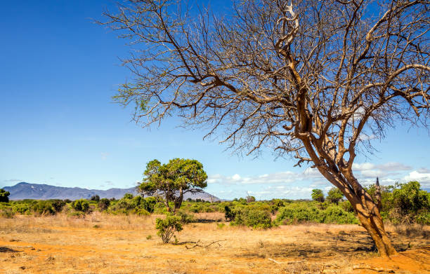 istock Savannah plains landscape in Kenya 1140828926