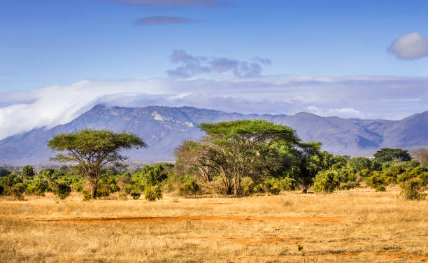 istock Savannah plains landscape in Kenya 1140828996