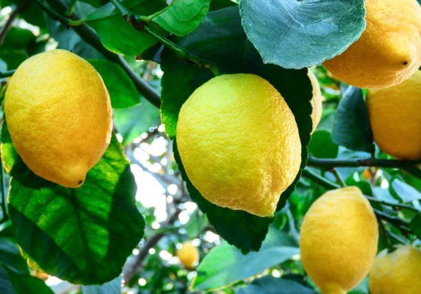 istock Lemon fruits on the tree in the garden 1140829768