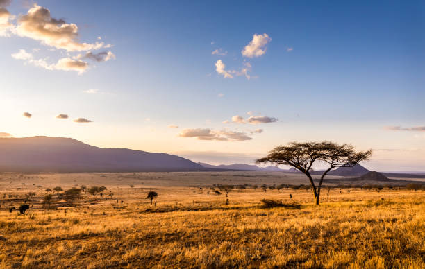 coucher du soleil aux plaines de savane - africa photos et images de collection