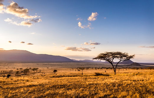 30k+ African Safari Pictures | Download Free Images on Unsplash